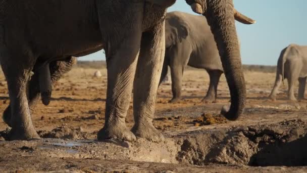 African Elephant Splashes Himself Mud Natural Habitat Botswana Africa Slowmo — Stock Video