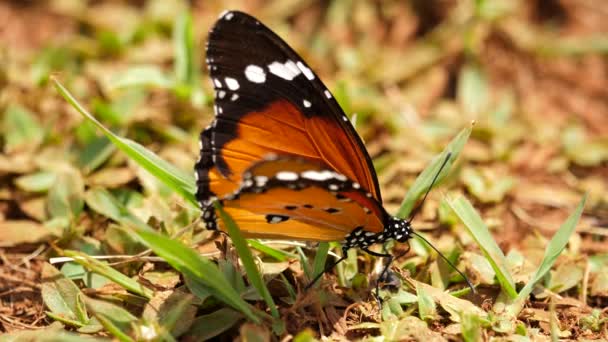 Екзотичний Африканський Метелик Тигр Який Відкриває Закриває Крила Стоїть Траві — стокове відео