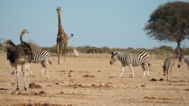 Placera Giraff Bakgrunden Flock Zebror Förbi Struts Naturlig Livsmiljö Botswana — Stockvideo