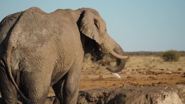 4K非洲象喷雾泥浴 摆动树干 博茨瓦纳 慢动作 — 图库视频影像
