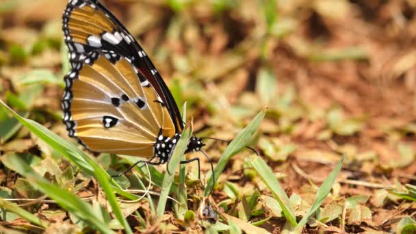 Macro Disparo Mariposa Monarca Africana Sentado Suelo Hábitat Natural — Vídeo de stock