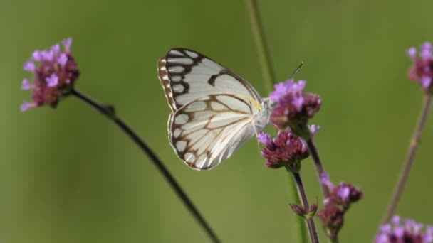 パイオニアホワイト蝶ピンクの花の間を飛んでいます 手押し 浅い焦点 — ストック動画