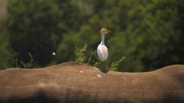 Bydło Egret Surfuje Tyłach Południowego Białego Rhino Tracking Shot Płytkie — Wideo stockowe