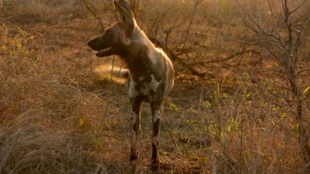 Watchful African Wild Dog Enters Wild Handheld Close — Stock Video