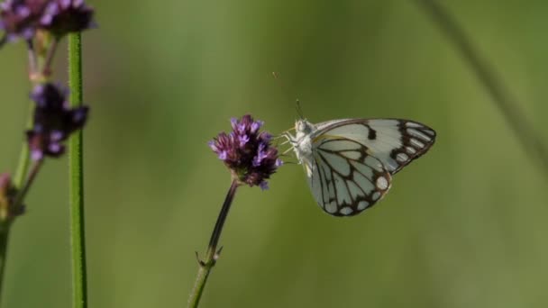 Brown Veined White Butterfly Tall Verbena Ditahan Tangan Fokus Dangkal — Stok Video