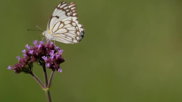Kahverengi Damarlı Beyaz Kelebeğin Beslendiği Uzun Verbena Çiçekleri Makro — Stok video