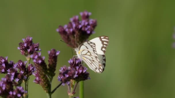 Kahverengi Damarlı Beyaz Kelebek Pembe Çiçeklerin Arasında Uçar Yavaş Çekim — Stok video