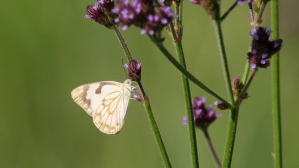 Brun Ådrad Vit Fjäril Flyger Nära Vervain Ogräs Handhållen Grund — Stockvideo