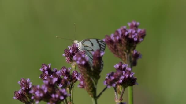 Grands Bourgeons Floraux Verveine Avec Papillon Blanc Veiné Brun Cachant — Video