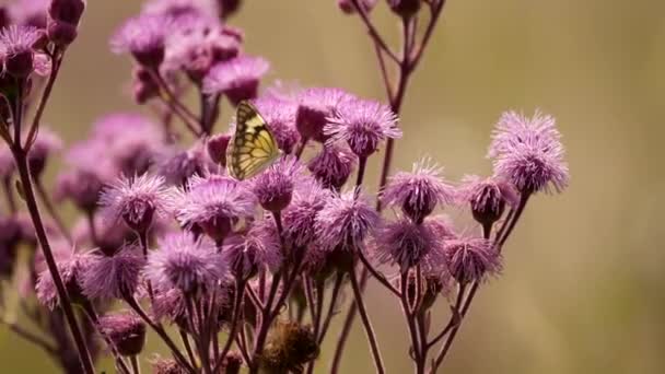 Pompom Ogräs Blommor Livnärde Sig Pioneer White Butterfly Statiskt Ytligt — Stockvideo