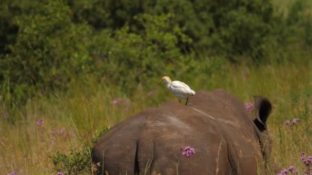 リアビュー 牛と南の白のRhino長い草の中を歩く背中にEgret 手押し 浅い焦点 — ストック動画