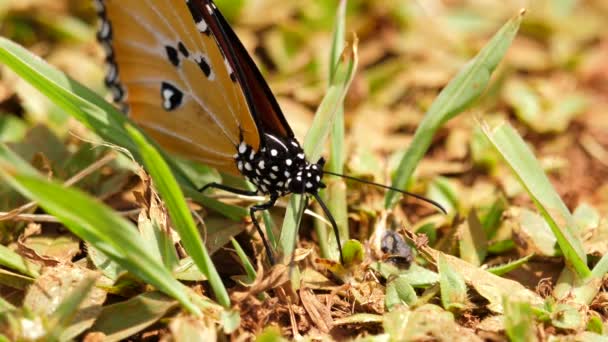 Llanura Tiger Butterfly Forrajes Con Probóscis Suelo Primer Plano Estático — Vídeo de stock
