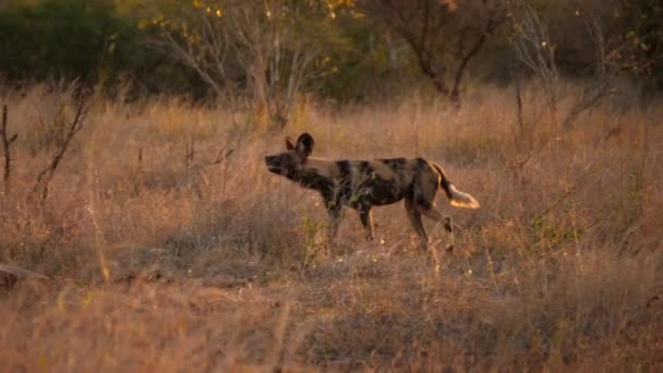 Cão Selvagem Africano Interagindo Com Grama Hora Ouro Portátil — Vídeo de Stock