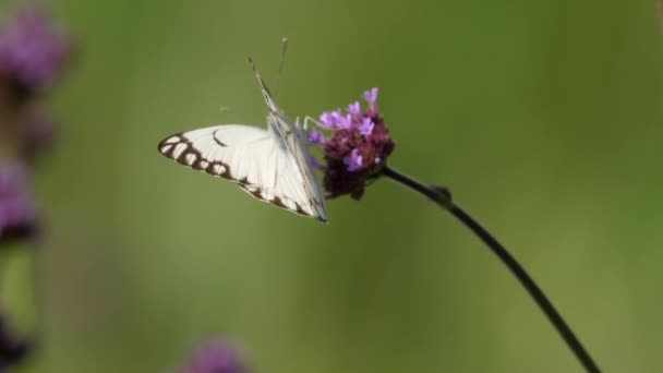 繊細な茶色の翼を持つ白い蝶が背の高いベルベナの花の上に座って 飛び立つ前に蜜を飲んでいます — ストック動画