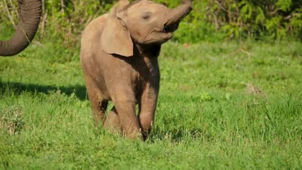 Speelse Baby Afrikaanse Olifant Kalf Slingeren Haar Slurf Rond Onhandig — Stockvideo