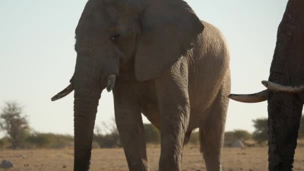 Mid Shot Adult Bull African Elephant Cooling Drinking Watering Hole — Stock Video