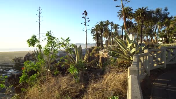 Static Shot Palm Trees Ocean Background Santa Monica California — Stock Video