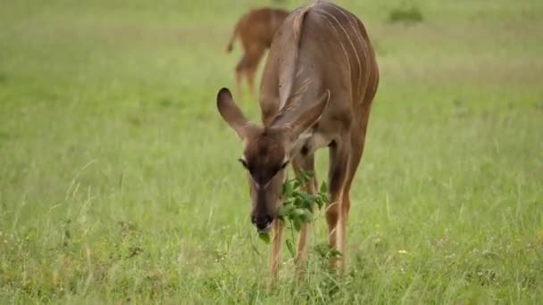 Vrouwelijke Kudu Eet Kleine Struiken Natuurlijke Habitat Addo Elephant Park — Stockvideo