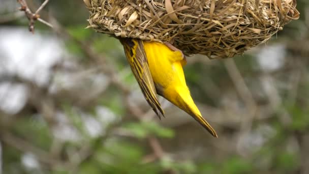 Macro Shot Van Zuidelijke Gemaskerde Weaver Vogel Zetten Hoofd Nest — Stockvideo