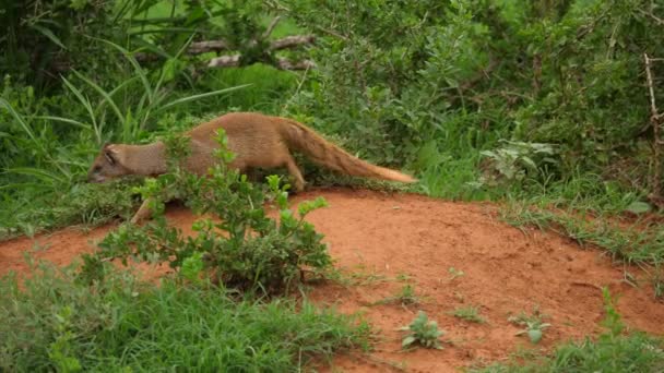 Sarı Firavun Farisi Safaride Tek Başına Duruyor Aşağı Yürüyor Kameraya — Stok video