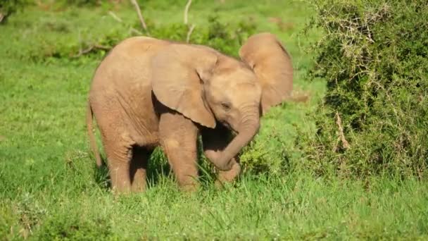 Close Geïsoleerde Baby Afrikaanse Olifant Addo Elephant National Park Schommelt — Stockvideo