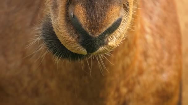 Macro Shot Red Hartebeest Masticar Boca Bigotes Labios Nariz Addo — Vídeo de stock