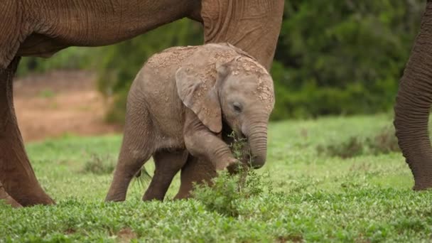 Roztomilé Dítě Africký Slon Učení Používat Kufr Používá Nohu Aby — Stock video