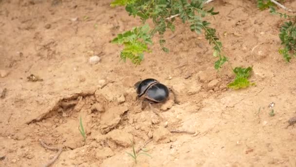 Nahaufnahme Eines Seltenen Dung Käfers Der Auf Trockenem Boden Wandelt — Stockvideo