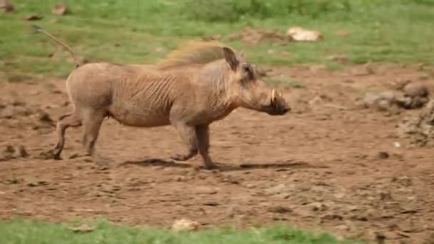 Warthog Běží Afrického Slona Poblíž Vodní Díry Addo Elephant Park — Stock video