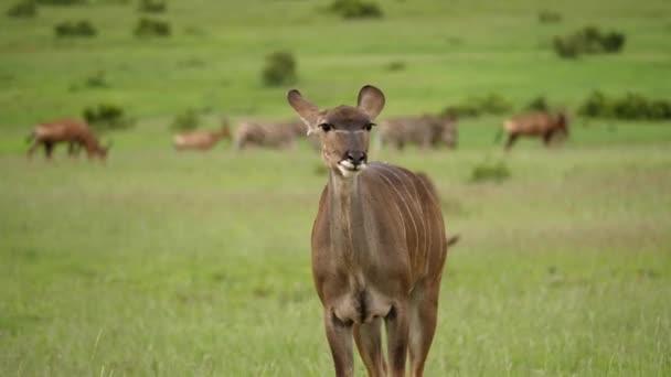 Femeie Kudu Mestecat Înghițire Africa Safari Turmă Fundal Portret Aproape — Videoclip de stoc