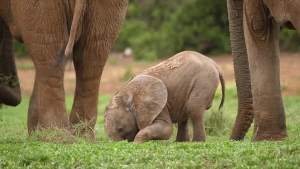 Baby Elephant Kneels Front Legs Adult Elephant Legs Addo Elephant — Stock Video