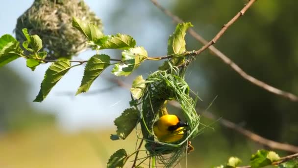 Close Southern Masked Weaver Pássaro Voando Ninho Recém Construído Tece — Vídeo de Stock