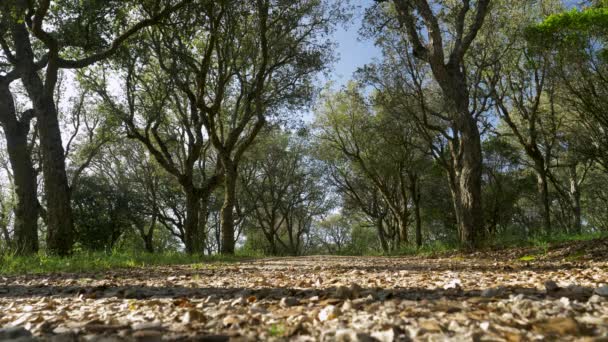 Una Vista Baja Camino Piedras Medio Bosque — Vídeo de stock