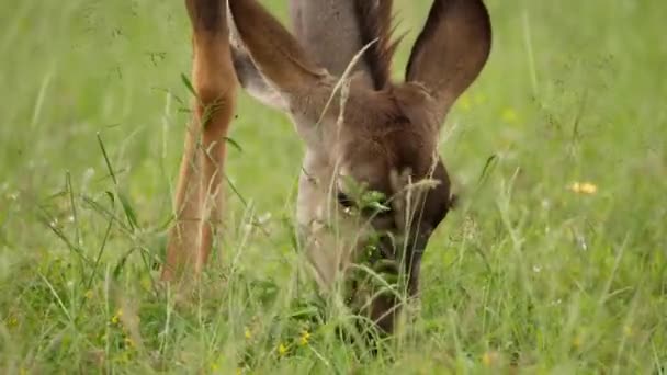 Жіноча Голова Куду Їсть Зелену Траву Парку Addo Elephant Park — стокове відео