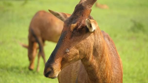 Nahaufnahme Von Rotem Hartebeest Mit Hörnern Natürlichem Lebensraum Kauen Addo — Stockvideo