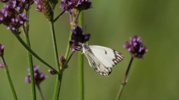 Pionierweißer Schmetterling Saugt Nektar Aus Lila Blüten Makrostatik — Stockvideo