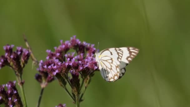 Mor Mine Çiçekleri Üzerinde Iki Kahverengi Damarlı Beyaz Kelebeğin Macro — Stok video