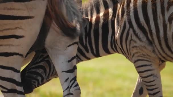 Achteraanzicht Van Twee Burchell Zebra Veulen Drinkt Melk Van Moeder — Stockvideo