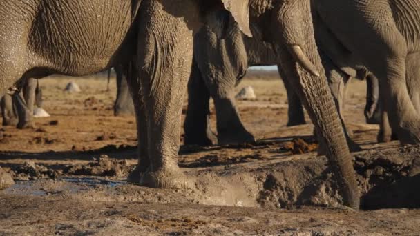 Nasser Savannenelefant Der Nxai Pan Wüste Kühlt Sich Durch Spritzwasser — Stockvideo