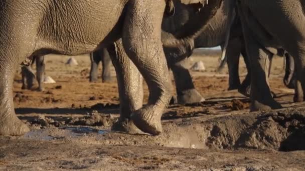 博茨瓦纳Nxai Pan沙漠大象树干饮水闭塞 — 图库视频影像