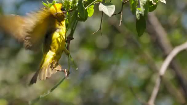 Männlicher Südlicher Maskenweber Baut Nest Astwerk Webt Grashalm — Stockvideo