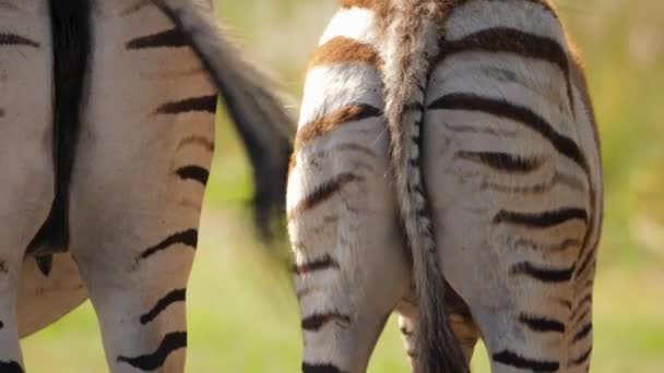 Zbliżenie Dziecka Burchella Zebra Próbuje Pić Mleko Matki Kopie Widok — Wideo stockowe