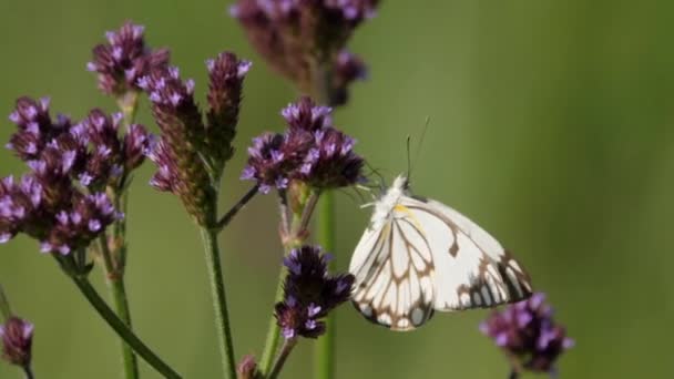 Verbena Alto Com Alcaparra Borboleta Branca Chupando Néctar Foco Seletivo — Vídeo de Stock