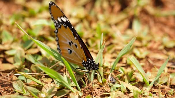 Αφρικανική Πεταλούδα Monarch Στο Έδαφος Ανοίγει Και Κλείνει Φτερά Μακροεστίαση — Αρχείο Βίντεο