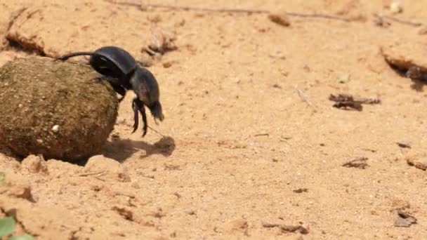 Macro Disparo Escarabajo Estiércol Rodando Una Bola Estiércol Sobre Tierra — Vídeos de Stock