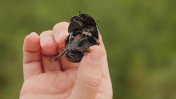 Närbild Flyglös Dyngbagge Som Undersöks Biolog Eller Entomolog Vars Händer — Stockvideo