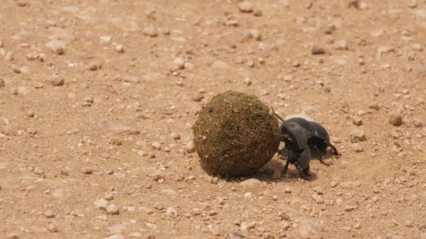 Ein Paar Flugunfähiger Dungkäfer Die Einen Dungball Einer Demonstration Von — Stockvideo