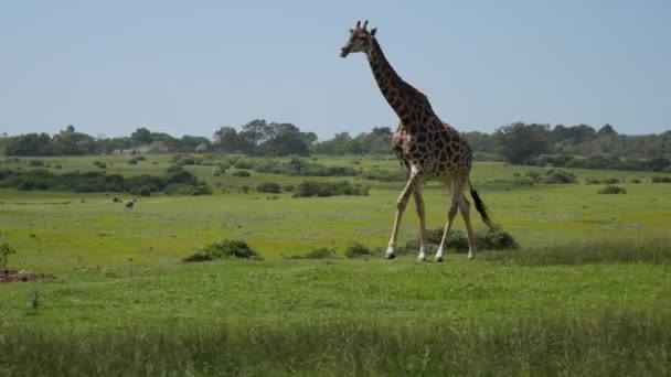 Radosna Żyrafa Krocząca Zielonym Polu — Wideo stockowe