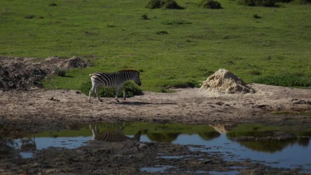 Ζέβρα Περπατά Κατά Μήκος Του Πεδίου Κοντά Στο Νερό Μια — Αρχείο Βίντεο