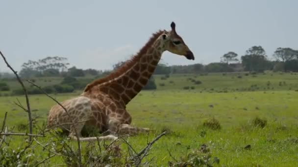 Zürafa Vücudunu Dengeler Yamaçta Uzanmak Için Bacaklarını Büker Dinlenir — Stok video